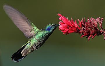 colibrí