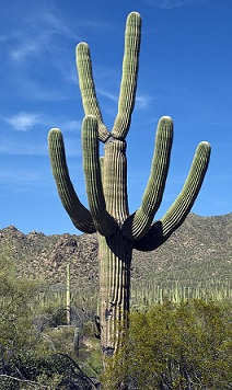 Cactus