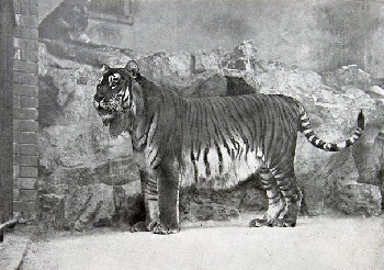 Tigre caspio
