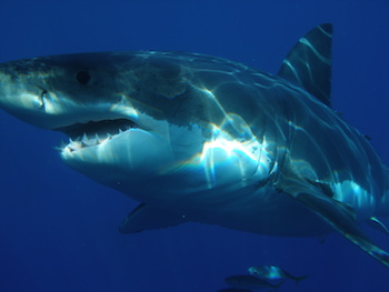 Gran tiburón blanco