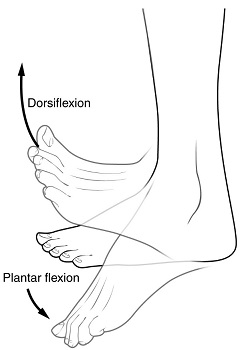 dorsiflexión