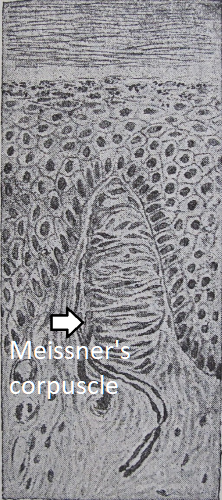 receptor sensorial