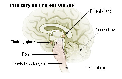 sistema endocrino 
