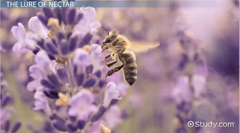 Abeja polinizando una flor