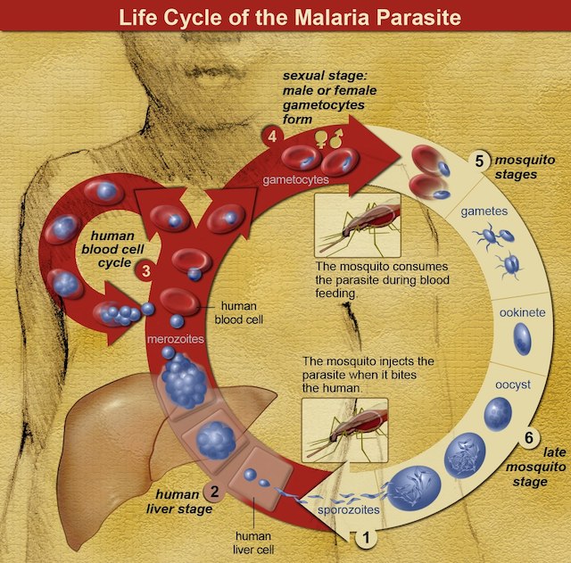 Ciclo de vida del parásito de la malaria en humanos