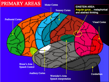 cerebro