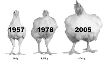 Comparación de tamaño de pollo