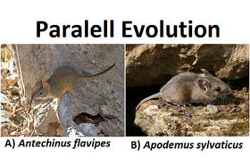 evolución paralela