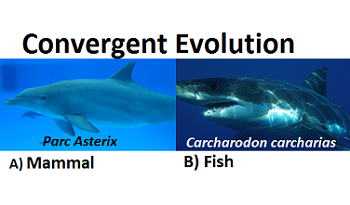 Evolución convergente