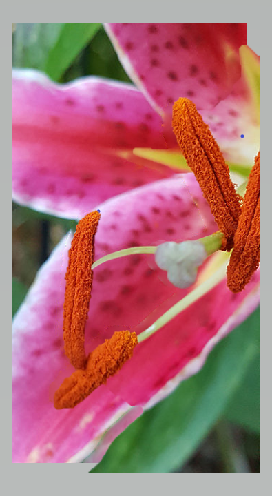 polen en una flor