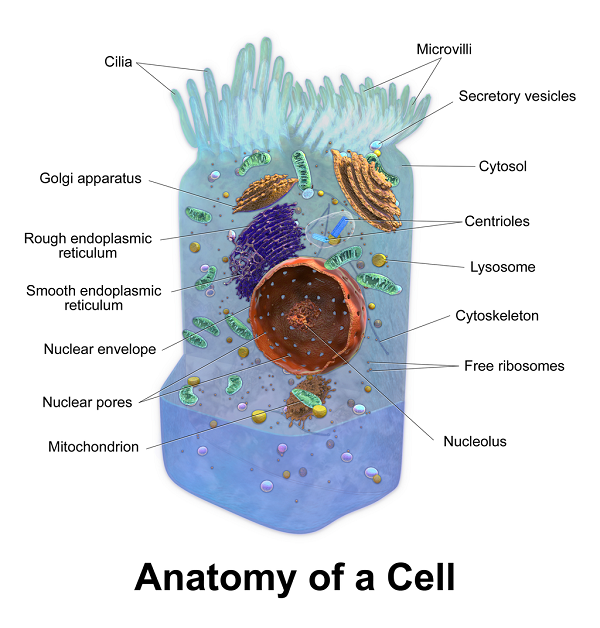 célula com organelas