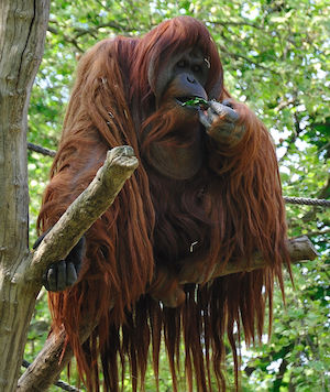 orangután comiendo