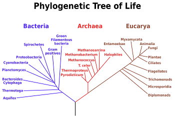 árbol filogenético