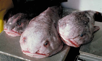 Tres peces globo