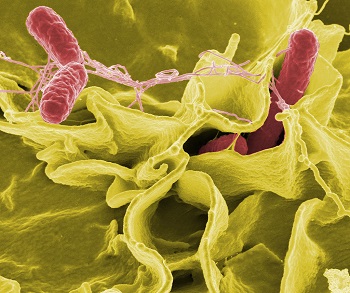 bacteria salmonella