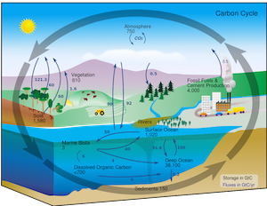 Ciclo del carbono