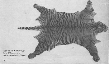 Piel de tigre de Bali