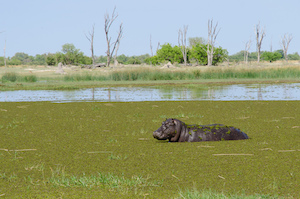 hipopótamo en el agua