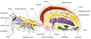 anatomía de la araña