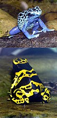 Figura 6: Dos especies diferentes de ranas dardo venenosas que se encuentran en las selvas tropicales.