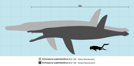 Este diagrama compara la estimación anterior del tamaño de Kronosaurus con la estimación más reciente.