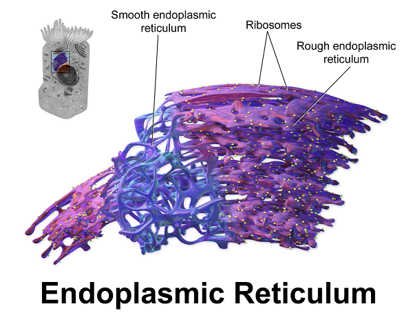 retículo endoplasmático liso e rugoso