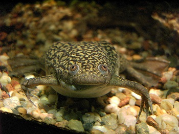 Una imagen de una rana africana.