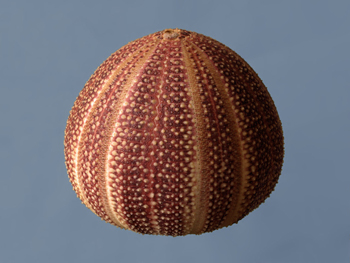 prueba de erizo de mar