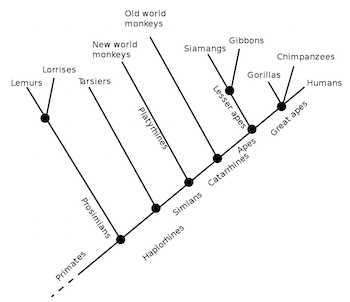 cladograma