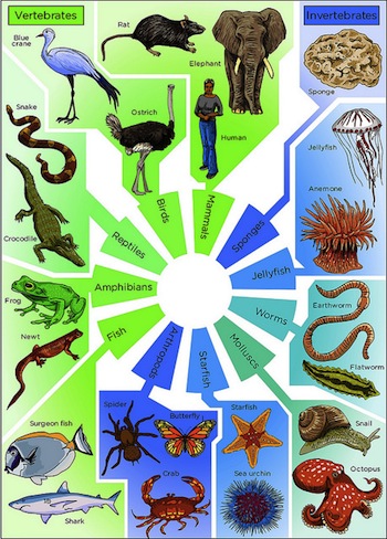 Vertebrados / Invertebrados2