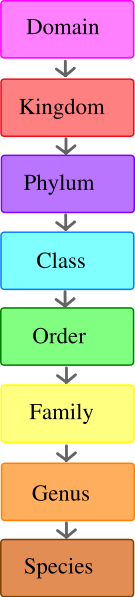 Esquema de clasificación de Linneo