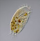 Foto de una criatura unicelular, llamada ameba