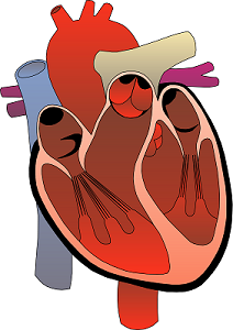 corazón