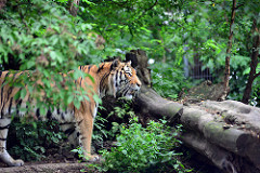 Tigre siberiano en los árboles