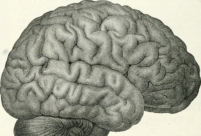 Imagen bosquejada de un cerebro