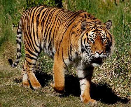 Un tigre en un paisaje de hierba levantando su pata delantera derecha