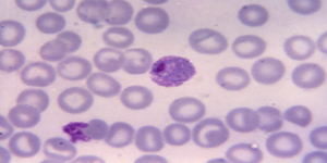 microscopio