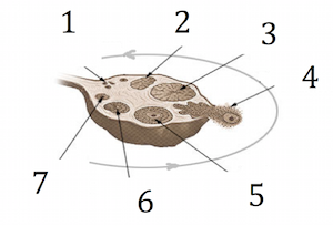 imagen de ovario 3