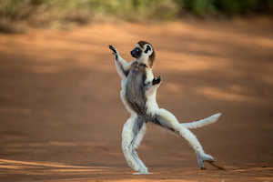 sifaka saltando