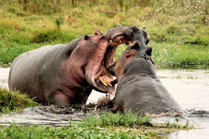 hipopótamos peleando