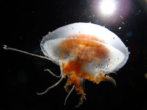 Medusas de la antártida
