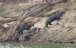 familia de la nutria
