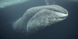 Ballena de Groenlandia nadando cerca del hielo