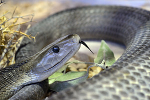 Mamba negro