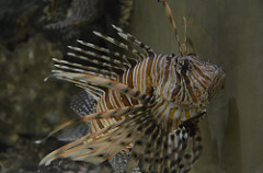 Pez león en un acuario