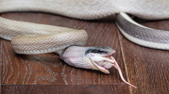 Serpiente comiendo un ratón