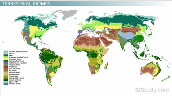 Mapa de biomas en la Tierra