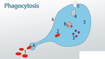 fagocitosis