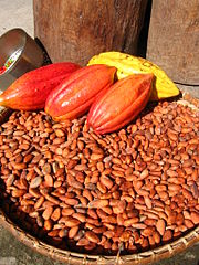 Cacao