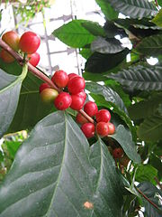 café